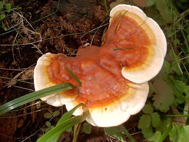 Lakkvaabik Läikvaabik Ganoderma lucidum